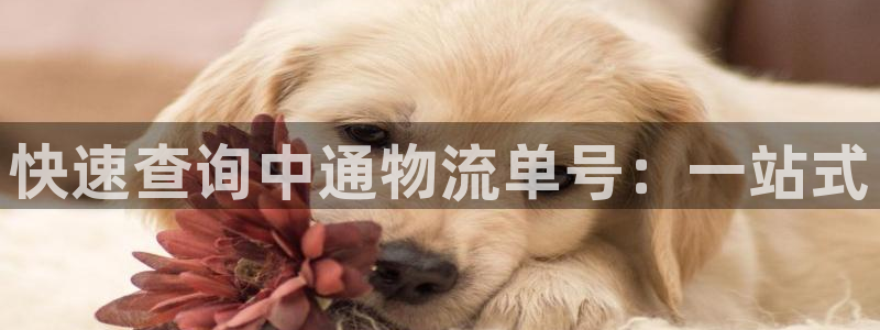 tp钱包诈骗：快速查询中通物流单号：