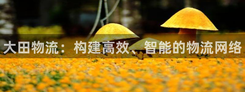 tp钱包创建钱包流程：大田物流：构建